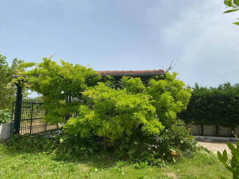 Manzara 15